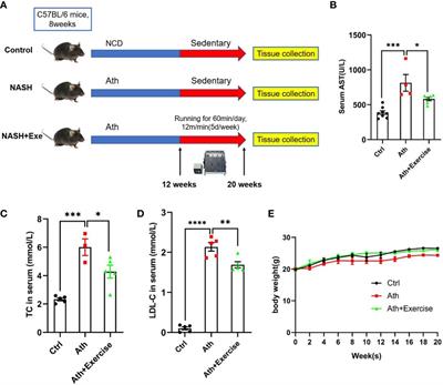 Role of aerobic exercise in ameliorating NASH: Insights into the hepatic thyroid hormone signaling and circulating thyroid hormones